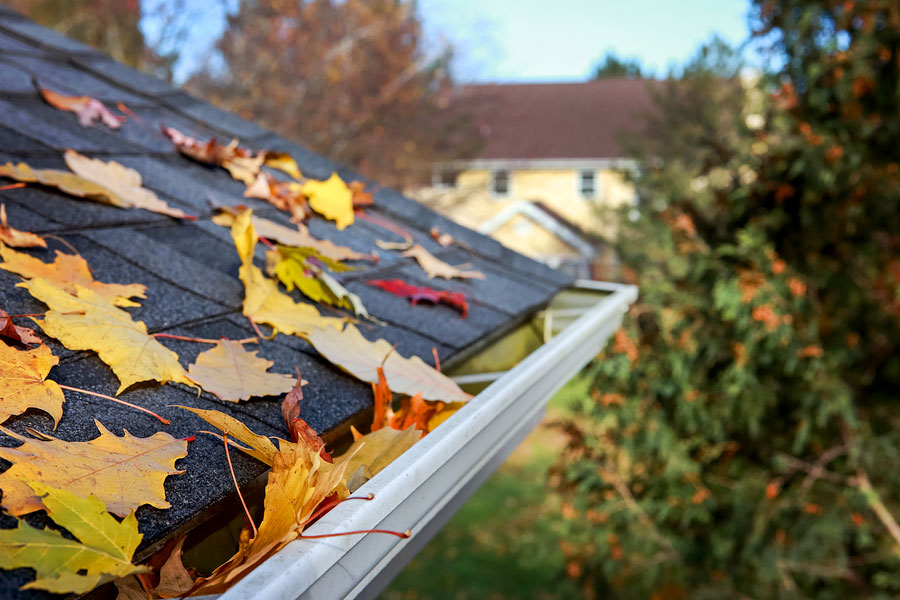 Leaves in Gutter with Shingled Roof