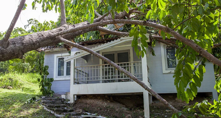 Tree Fell on House