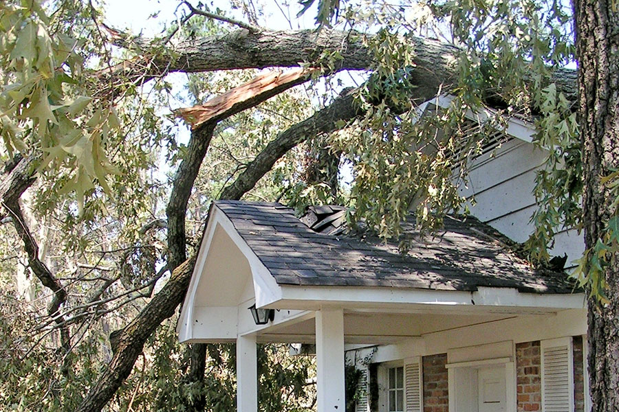 Tree Fallen on Roof of Home