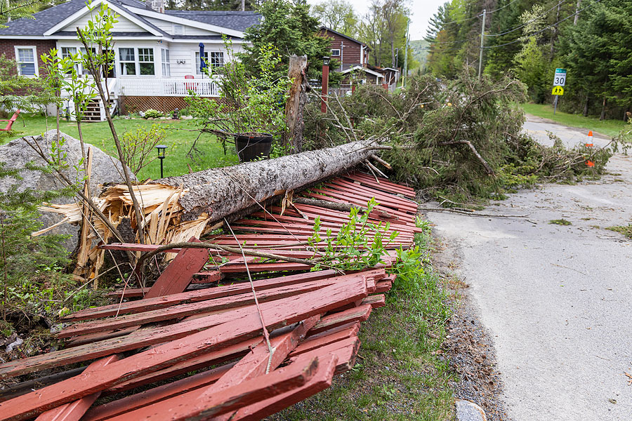 Storm-Damage Fallen Tree Near Home